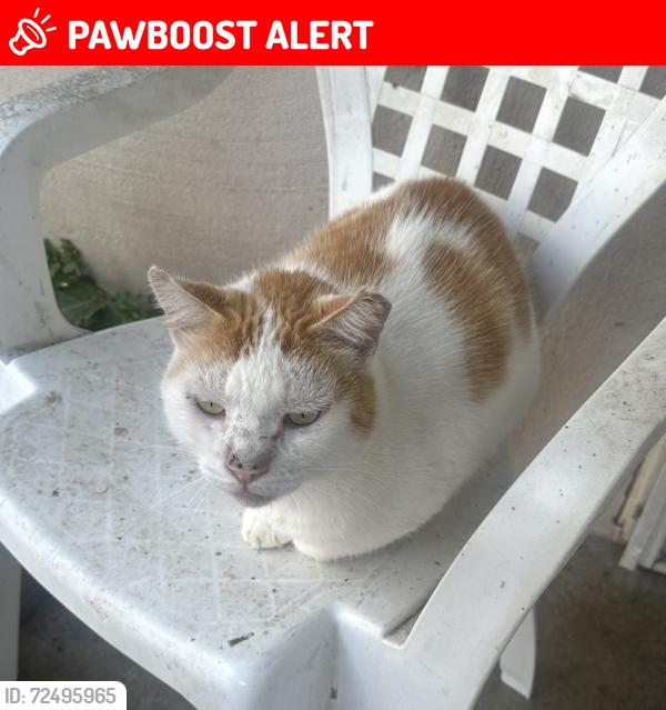 Lost Male Cat last seen Dakota and Beckwith Roads , Stanislaus County, CA 95358
