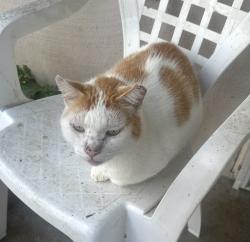 Lost Male Cat last seen Dakota and Beckwith Roads , Stanislaus County, CA 95358