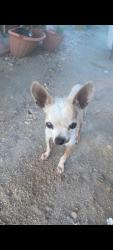 Lost Male Dog last seen Ash st, 7th st, San Jacinto, CA 92583