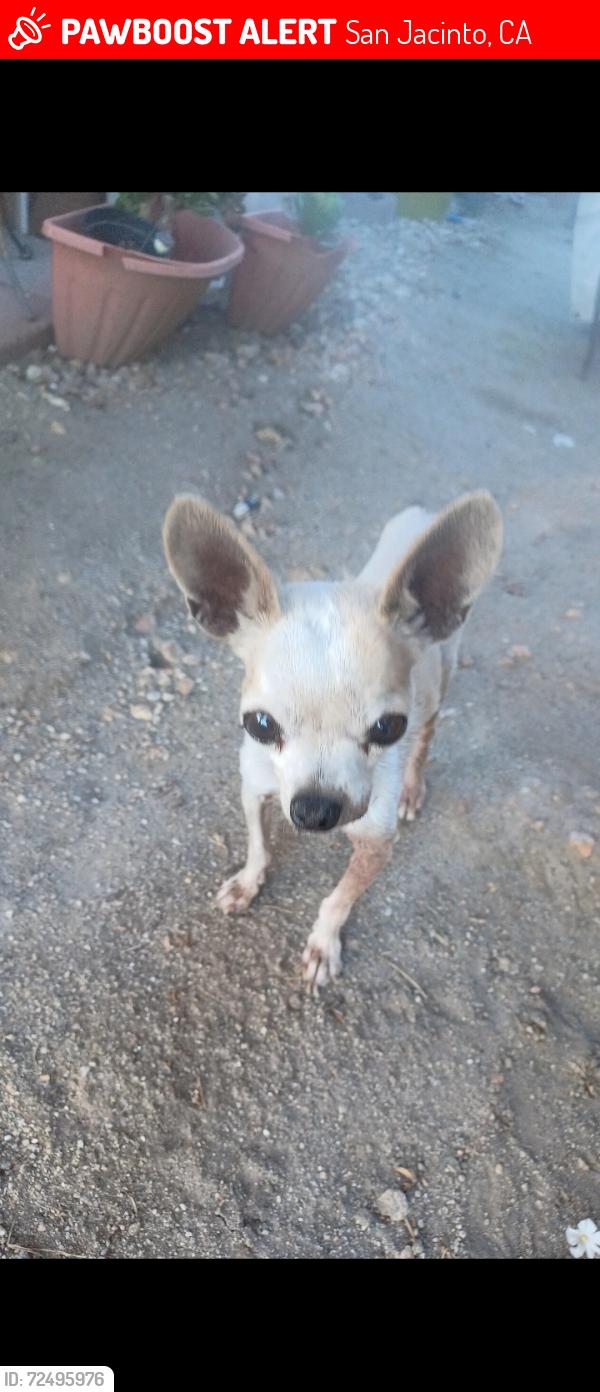 Lost Male Dog last seen Ash st, 7th st, San Jacinto, CA 92583