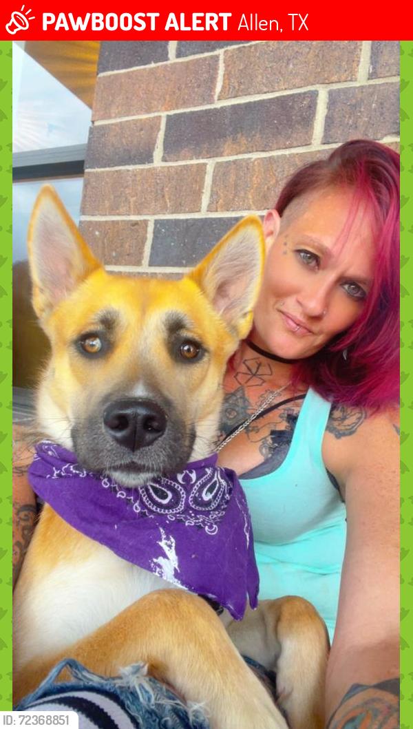 Lost Female Dog last seen I'm not sure , Allen, TX 75013