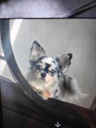Lost Male Dog last seen East Cactus Wren Rd and N Alma School Road , Scottsdale, AZ 85256