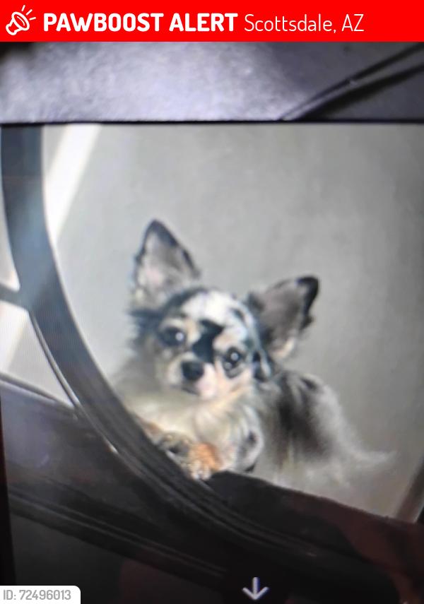 Lost Male Dog last seen East Cactus Wren Rd and N Alma School Road , Scottsdale, AZ 85256