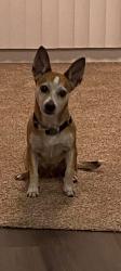 Lost Female Dog last seen Marysville blvd, Sacramento, CA 95815