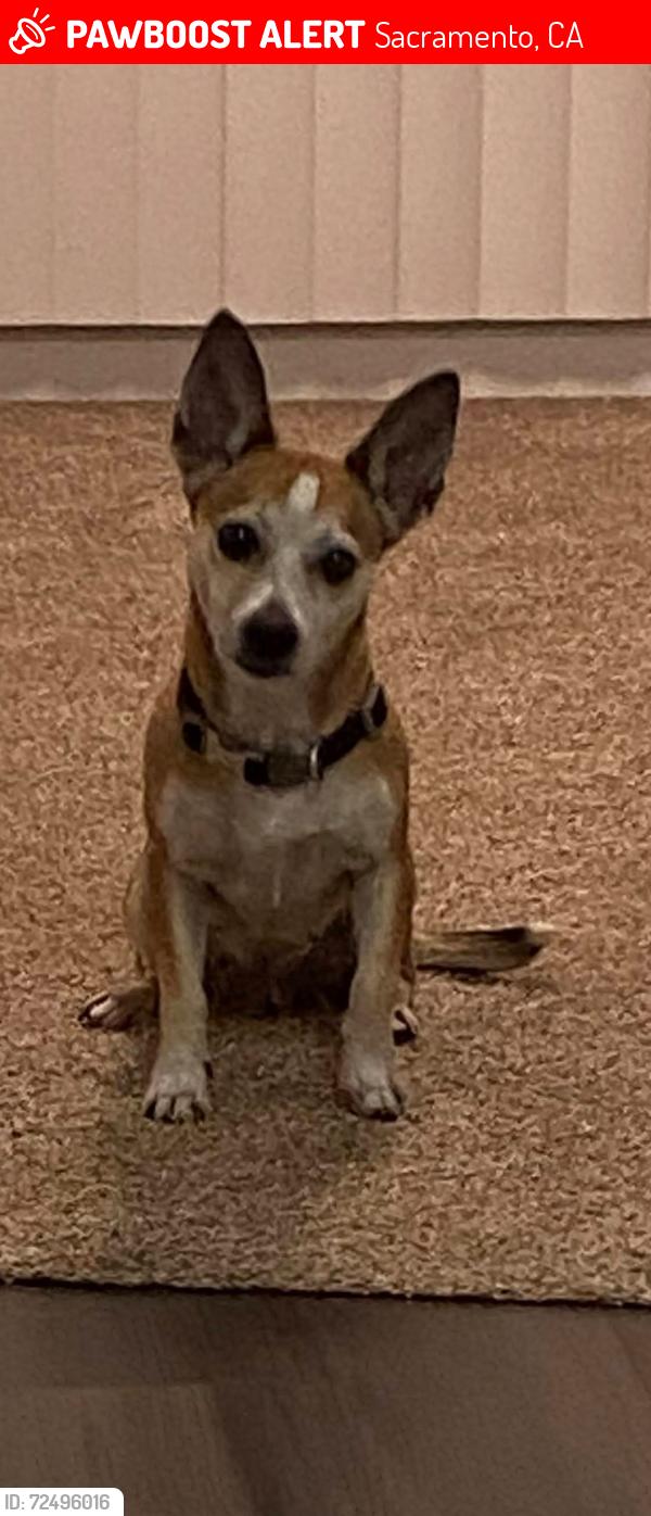 Lost Female Dog last seen Marysville blvd, Sacramento, CA 95815