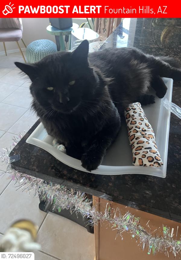 Lost Male Cat last seen Golden Eagle and Paradox, Fountain Hills, AZ 85268