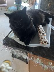 Lost Male Cat last seen Golden Eagle and Paradox, Fountain Hills, AZ 85268