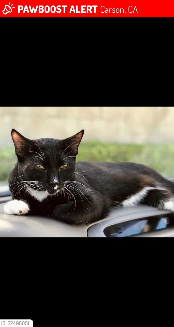 Lost Male Cat last seen 224th & Grace Avenue , Carson, CA 90745