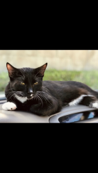 Lost Male Cat last seen 224th & Grace Avenue , Carson, CA 90745