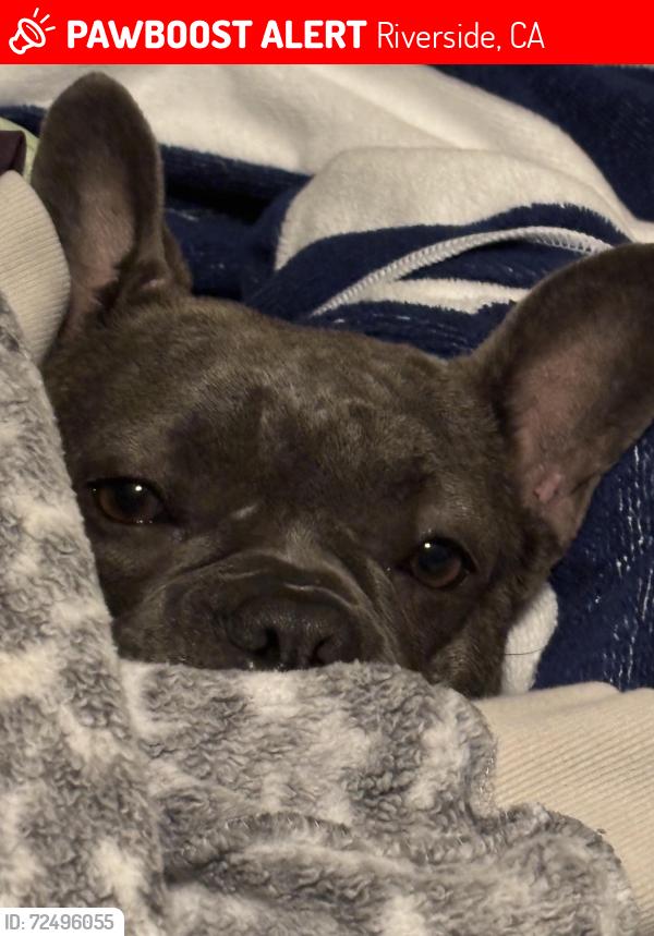 Lost Female Dog last seen Limonite, Riverside, CA 92509