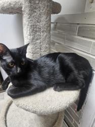 Lost Male Cat last seen Near ponderosa dr, C/S, Co, Colorado Springs, CO 80911