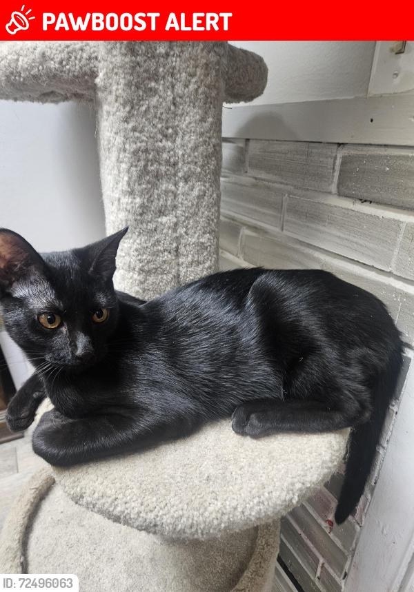 Lost Male Cat last seen Near ponderosa dr, C/S, Co, Colorado Springs, CO 80911