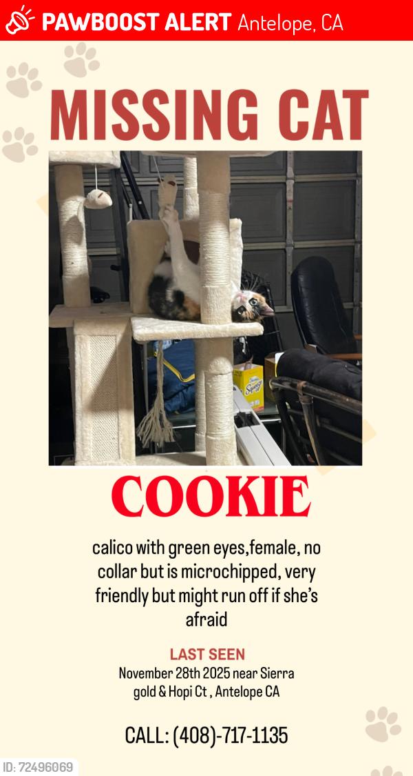 Lost Female Cat last seen sierra gold and hopi ct, Antelope, CA 95843