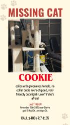 Lost Female Cat last seen sierra gold and hopi ct, Antelope, CA 95843