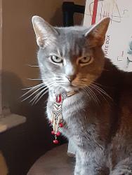 Lost Female Cat last seen Blueoaks, Roseville, CA 95747