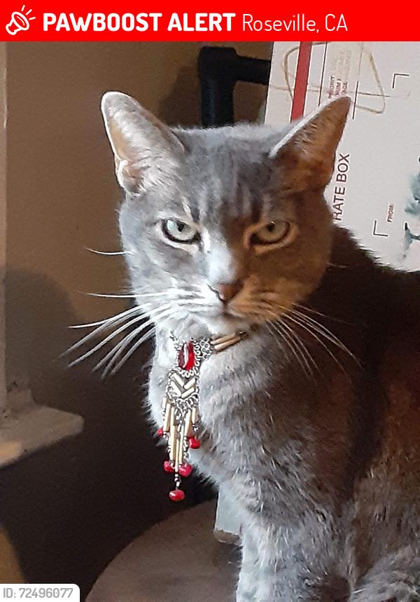 Lost Female Cat last seen Blueoaks, Roseville, CA 95747