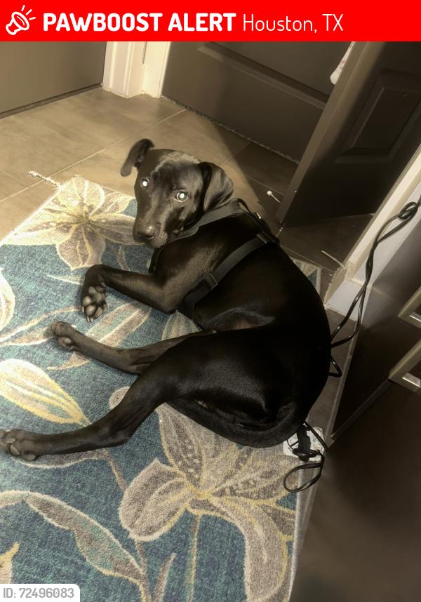 Lost Male Dog last seen Near S KIRKWOOD, Houston, TX 77077