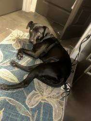 Lost Male Dog last seen Near S KIRKWOOD, Houston, TX 77077