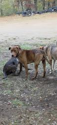 Lost Male Dog last seen Lipscomb Lake Rd and Buffington Dr, Pendergrass, GA 30567