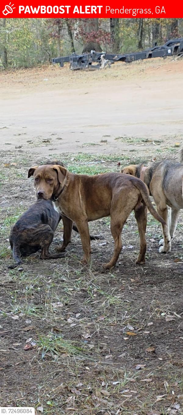 Lost Male Dog last seen Lipscomb Lake Rd and Buffington Dr, Pendergrass, GA 30567