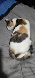 Lost Female Cat last seen Cactus dr., Lakeside, FL 32065