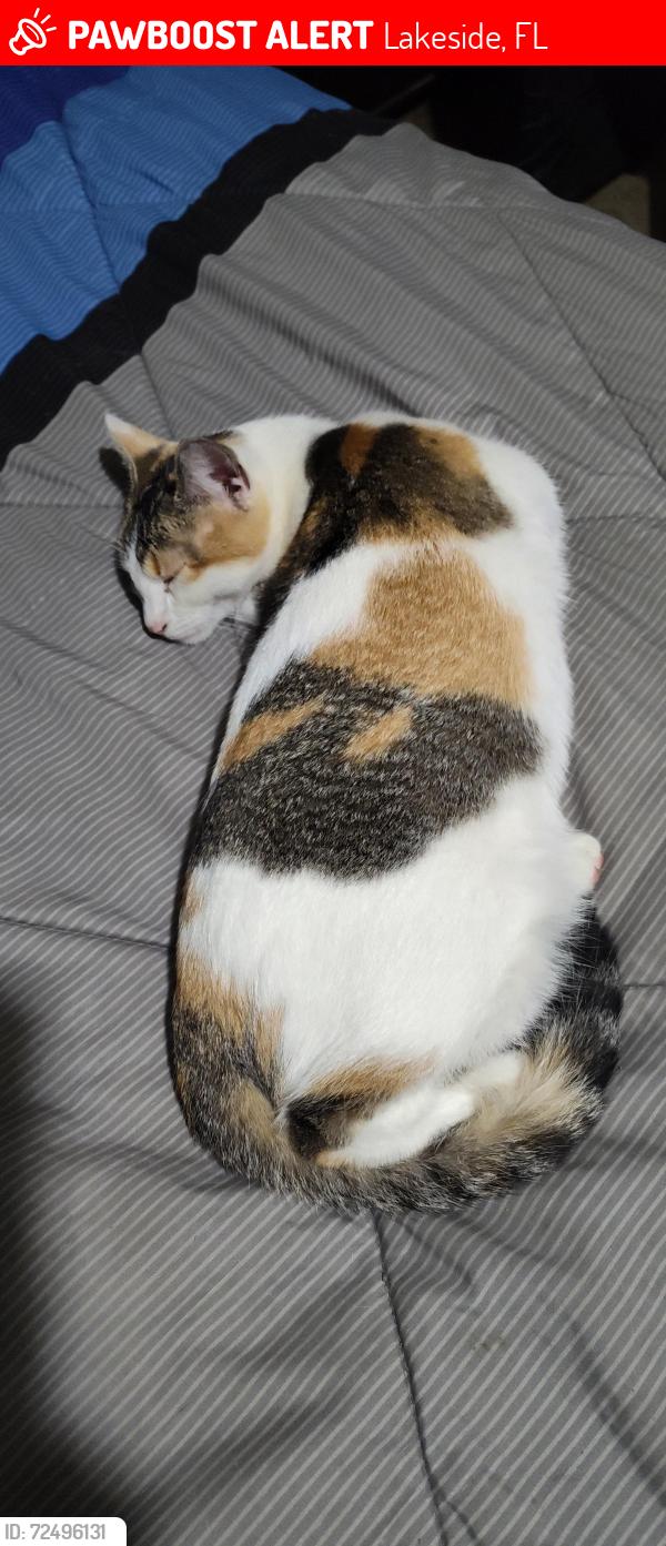 Lost Female Cat last seen Cactus dr., Lakeside, FL 32065