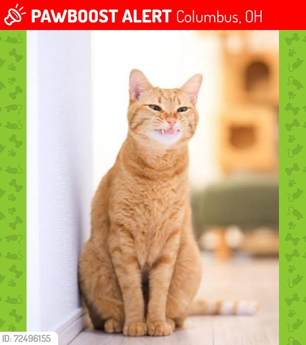 Lost Female Cat last seen Near ins dr, Columbus, OH 43227