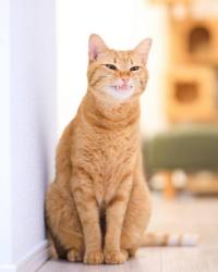 Lost Female Cat last seen Near ins dr, Columbus, OH 43227