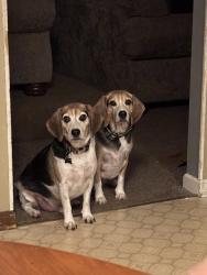 Lost Male Dog last seen Stage and ransom or ransom and schurr PLEASE CHECK AROUND YOUR HOMES IN THE SAWMILL RD NEIGHBORHOOD., Clarence, NY 14031