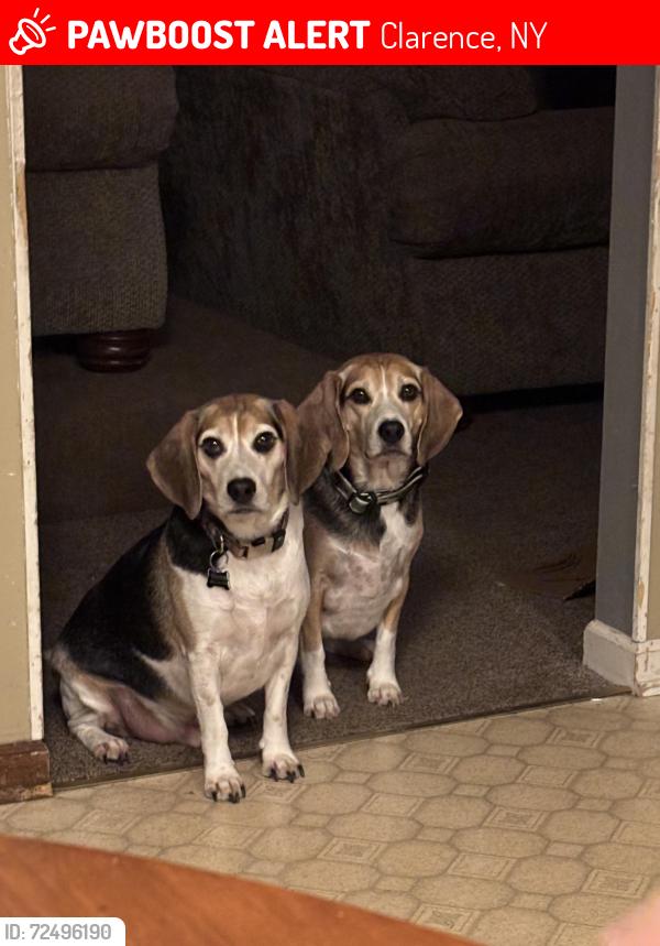 Lost Male Dog last seen Stage and ransom or ransom and schurr PLEASE CHECK AROUND YOUR HOMES IN THE SAWMILL RD NEIGHBORHOOD., Clarence, NY 14031