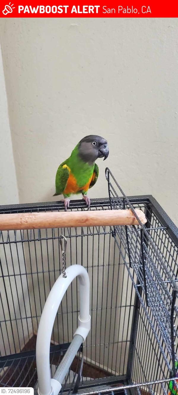 Lost Male Bird last seen On 20th St. in San Pablo, between Broadway and Rumrill, San Pablo, CA 94806