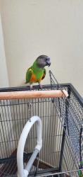 Lost Male Bird last seen On 20th St. in San Pablo, between Broadway and Rumrill, San Pablo, CA 94806