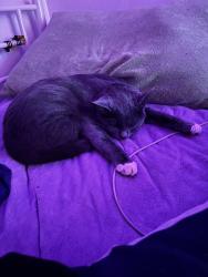 Lost Female Cat last seen Above bigelow boulevard , Pittsburgh, PA 15213