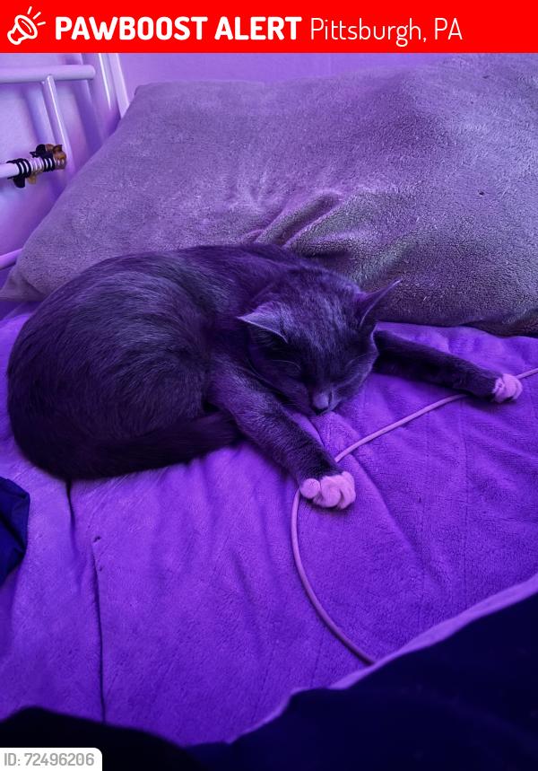 Lost Female Cat last seen Above bigelow boulevard , Pittsburgh, PA 15213