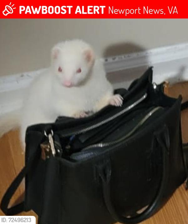 Lost Male Ferret last seen Princess ct Newport news , Newport News, VA 23608