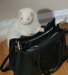 Lost Male Ferret last seen Princess ct Newport news , Newport News, VA 23608