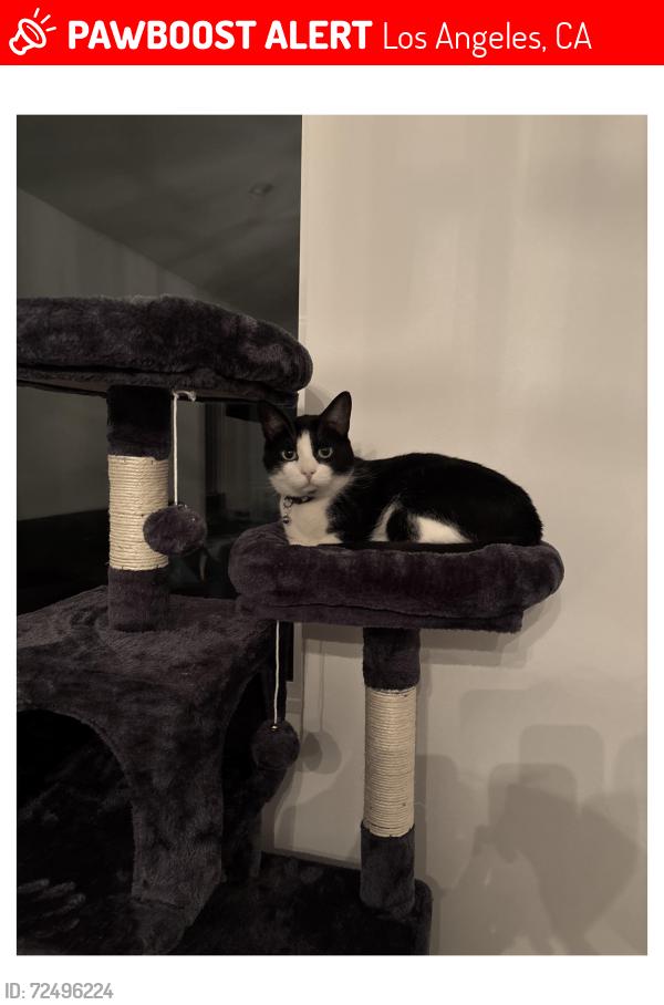 Lost Male Cat last seen Telfair Ave and Nurmi Street, Los Angeles, CA 91342