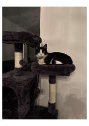 Lost Male Cat last seen Telfair Ave and Nurmi Street, Los Angeles, CA 91342