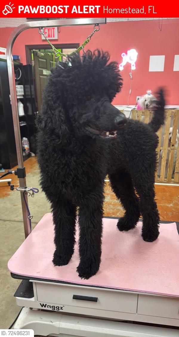 Lost Male Dog last seen Near w 4th av, Homestead, FL 33030