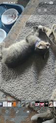 Lost Female Cat last seen Island drive y grandview , Miramar, FL 33023