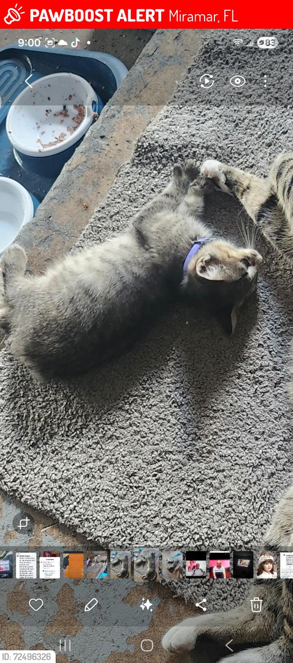 Lost Female Cat last seen Island drive y grandview , Miramar, FL 33023
