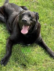 Lost Male Dog last seen Cedar Plains Rd, Columbia, VA 23038
