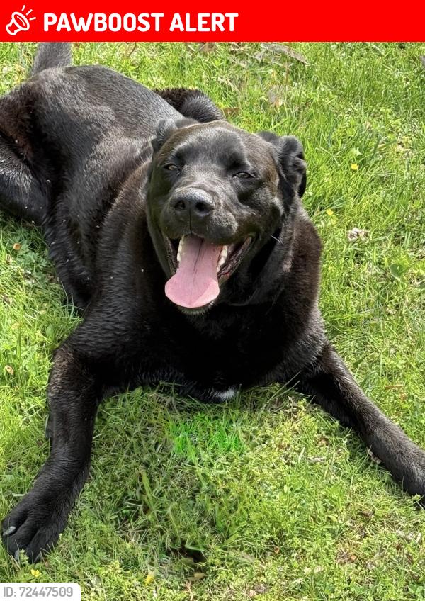 Lost Male Dog last seen Cedar Plains Rd, Columbia, VA 23038