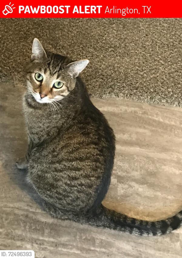 Lost Male Cat last seen Moorewood ests & collard Dr., Arlington, TX 76017