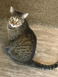 Lost Male Cat last seen Moorewood ests & collard Dr., Arlington, TX 76017