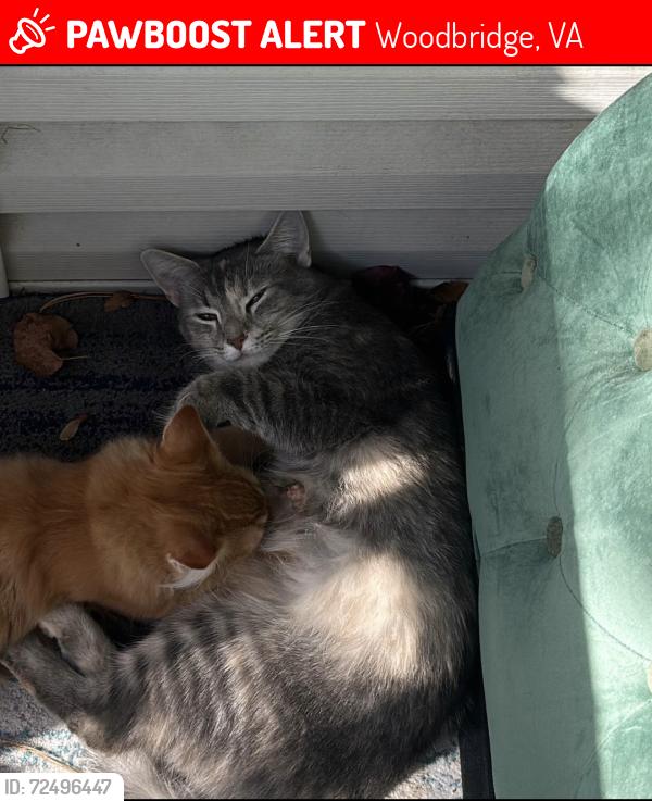 Lost Female Cat last seen Woodbridge , Woodbridge, VA 22191