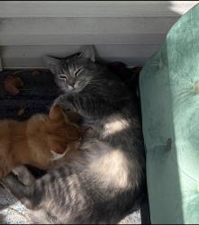Lost Female Cat last seen Woodbridge , Woodbridge, VA 22191