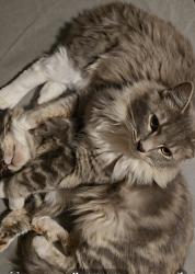 Lost Male Cat last seen County Hwy 45, Hayden, AL 35079