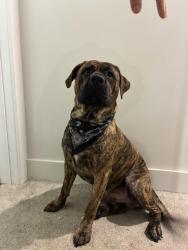 Lost Male Dog last seen Water tower, garrison and union, ,foodlion, ,piedmont charter, Gastonia, NC 28054