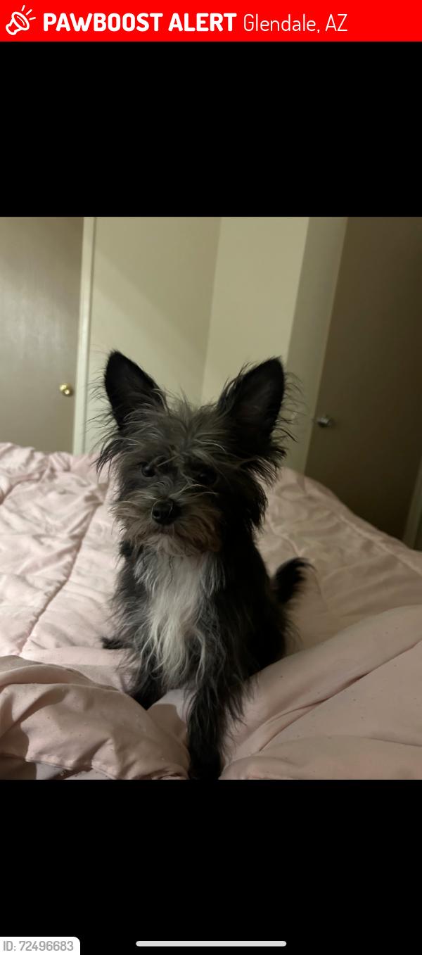 Lost Male Dog last seen 59th ave bethany , Glendale, AZ 85301